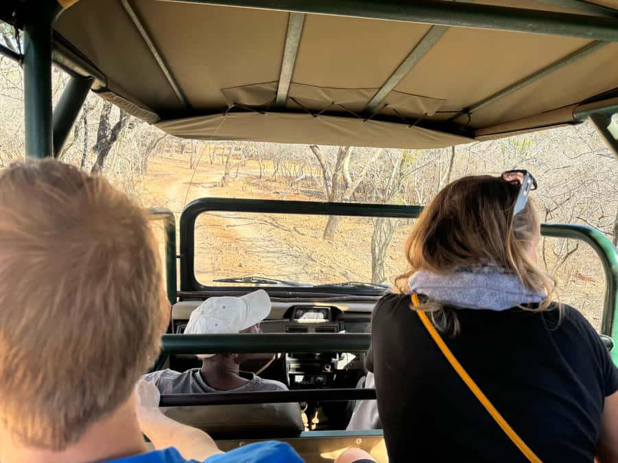From Johannesburg: Cheetah Tour - Cheetah viewing, talks, and safe photo opportunities