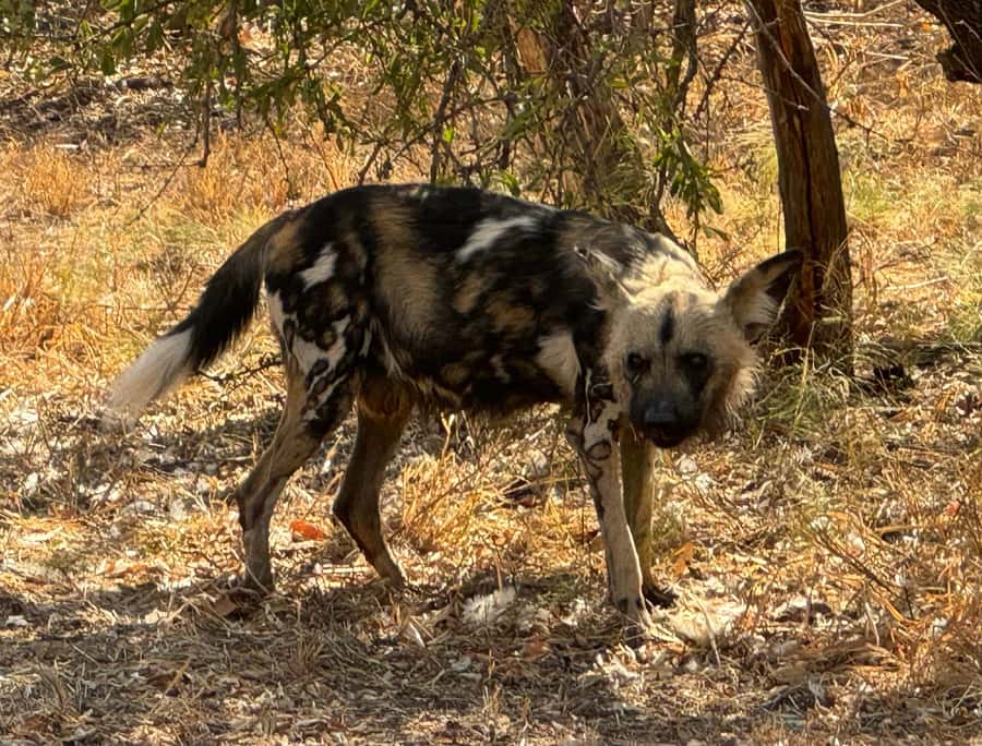 From Johannesburg: Cheetah Tour - The cheetah run needs special planning