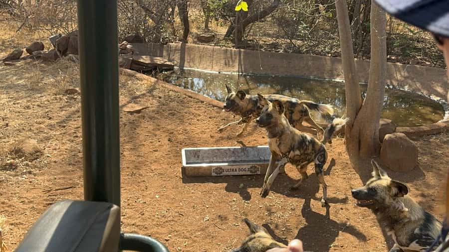From Johannesburg: Cheetah Tour - What the $202 price really covers