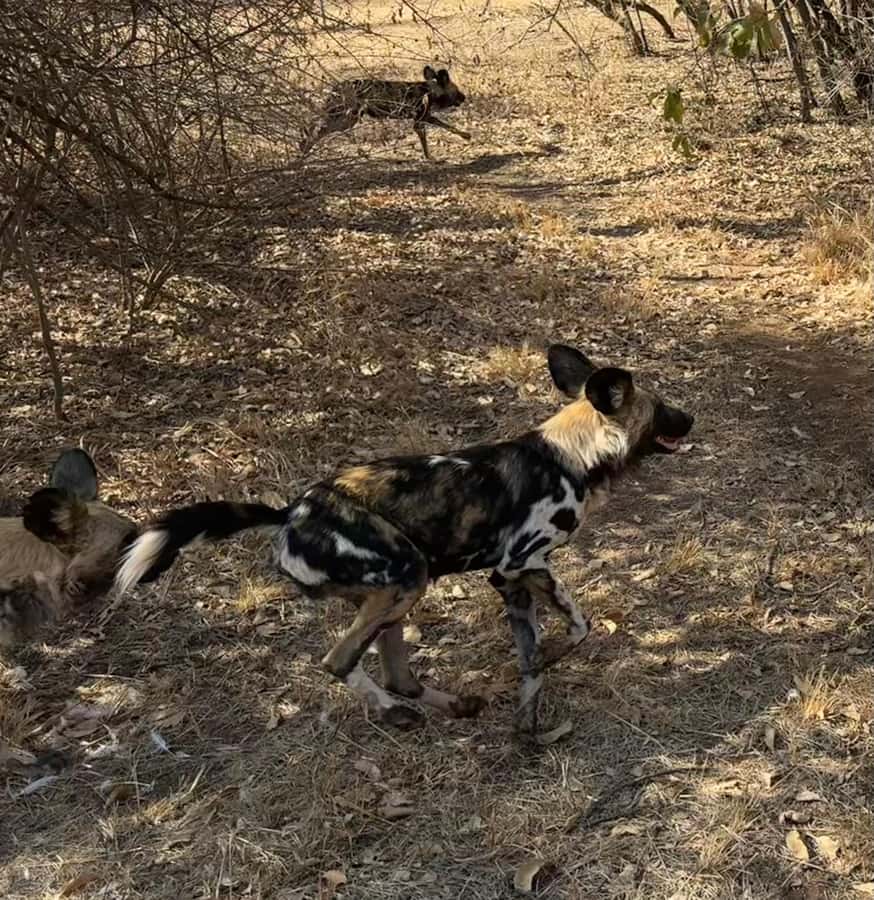 From Johannesburg: Cheetah Tour - Timing, cancellation, and simple preparation