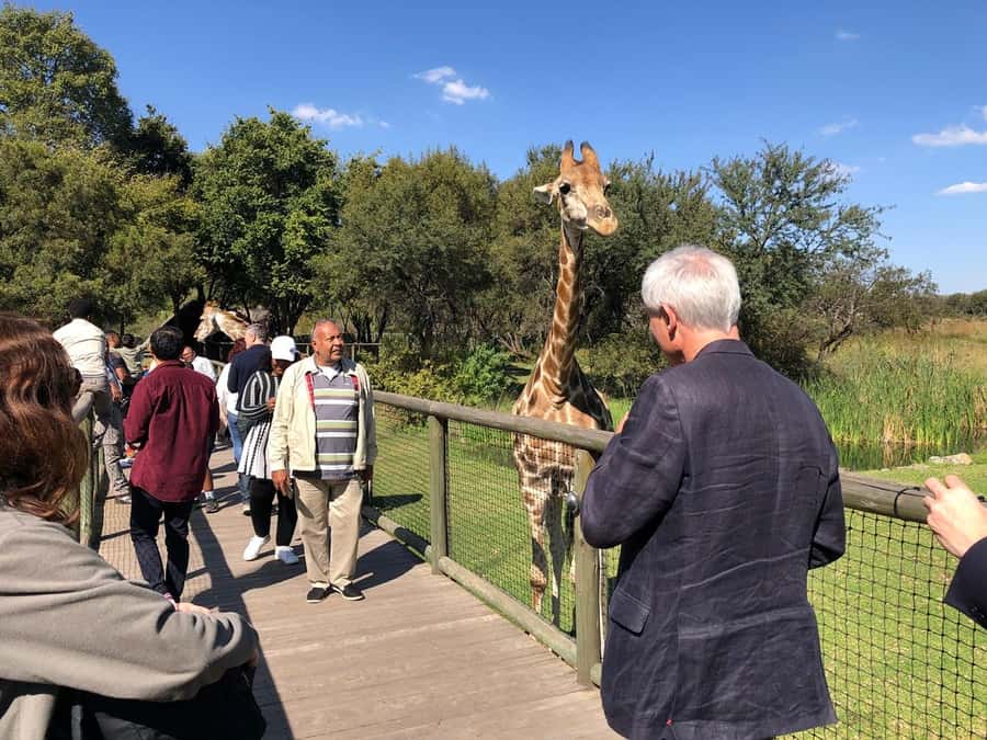 From Johannesburg: Cradle of Humankind and Lion Safari - Getting close to animals at Lion and Safari Park