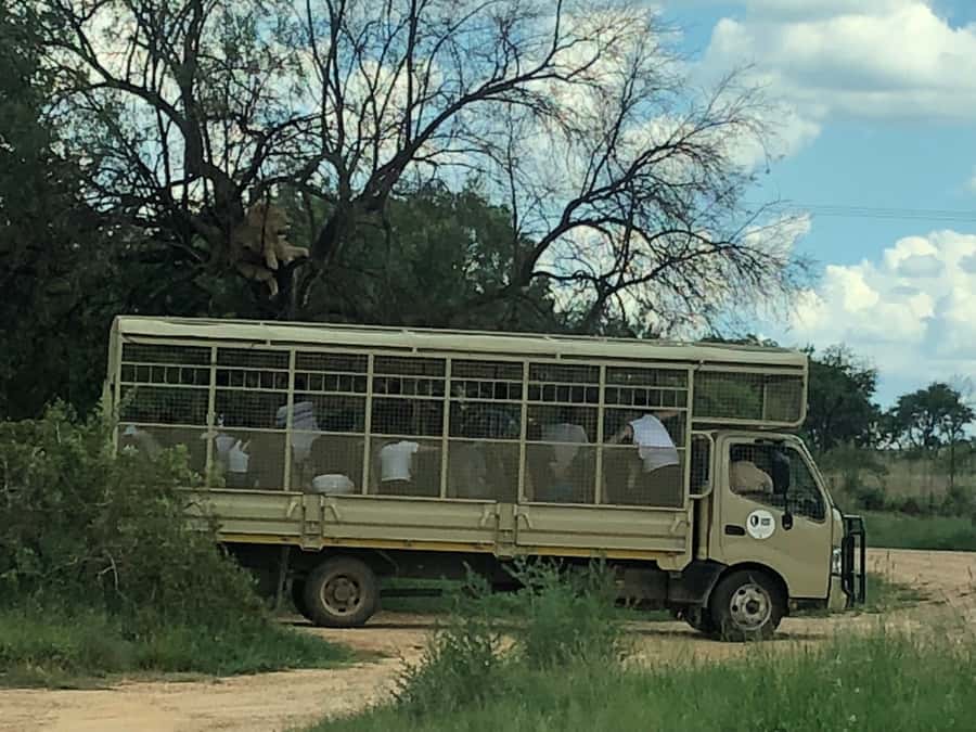 From Johannesburg: Cradle of Humankind and Lion Safari - How the timing feels over nine hours