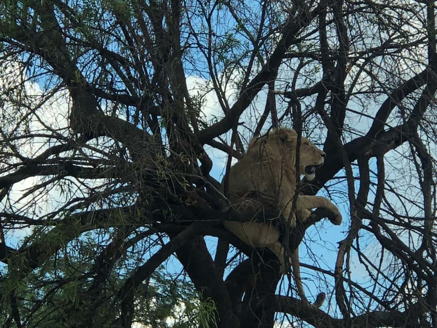 From Johannesburg: Cradle of Humankind and Lion Safari - What the $224 price includes