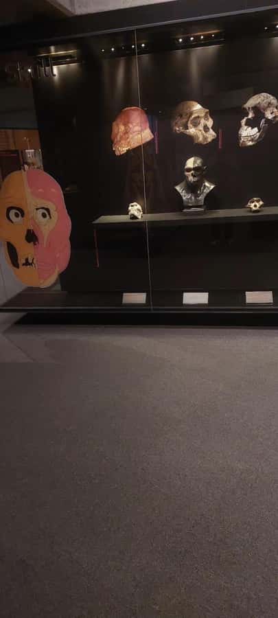 From Johannesburg: Cradle of Humankind Private Half-Day Tour - Sterkfontein Caves after the 2025 reopening
