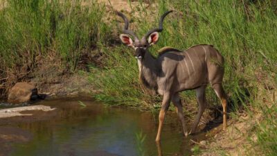 Full-Day Kruger National Park Safari