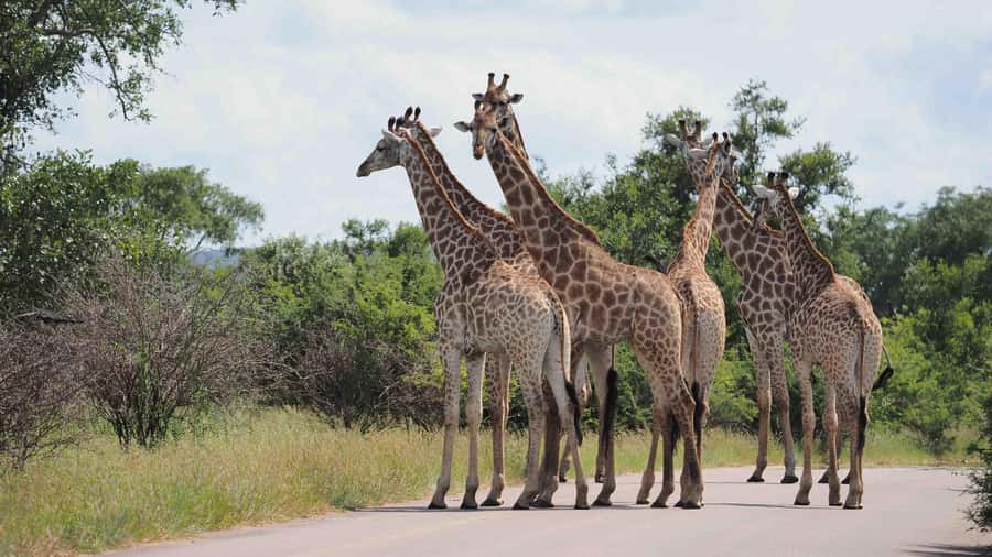 From Johannesburg: Full-Day Kruger National Park Safari - Entering Kruger and looking for the Big Five