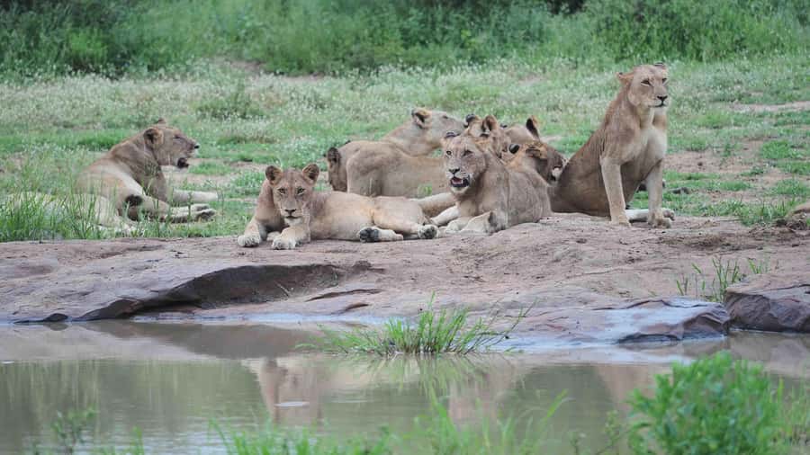 From Johannesburg: Full-Day Kruger National Park Safari - The guide can shape the whole experience