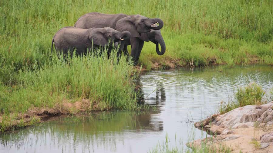 From Johannesburg: Full-Day Kruger National Park Safari - The evening return to Johannesburg