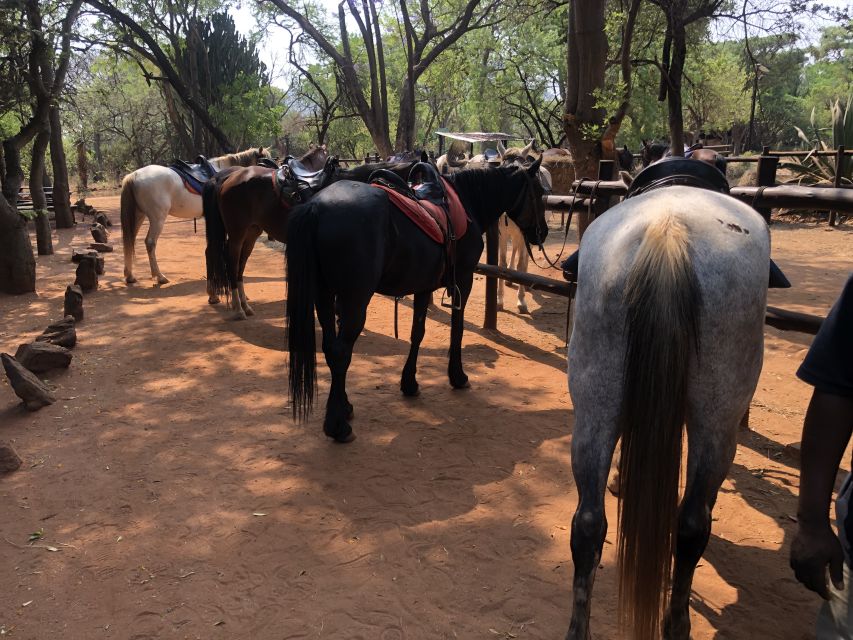 From Johannesburg: Horse-Riding Safari and Cable Car Tour - Is the $242 price good value?