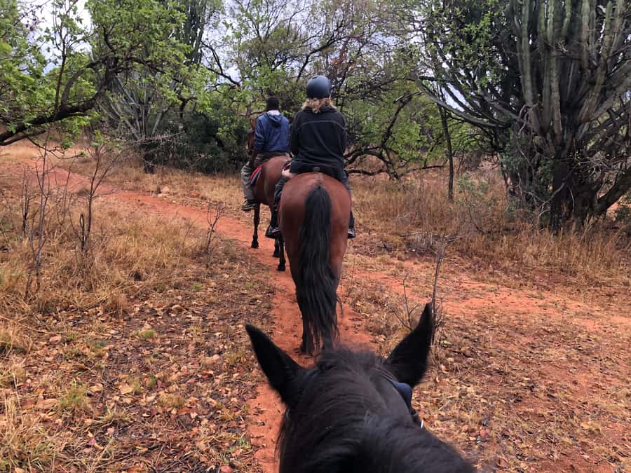 From Johannesburg: Horse-Riding Safari and Cable Car Tour - The return journey to Johannesburg