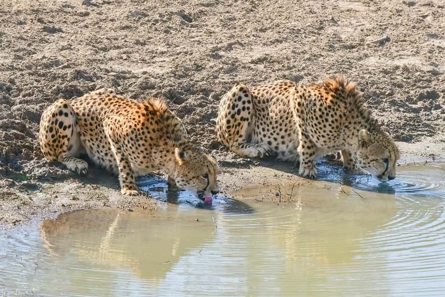 From Johannesburg: Kruger National Park 3-Day Safari - Why this Kruger trip works for a first safari