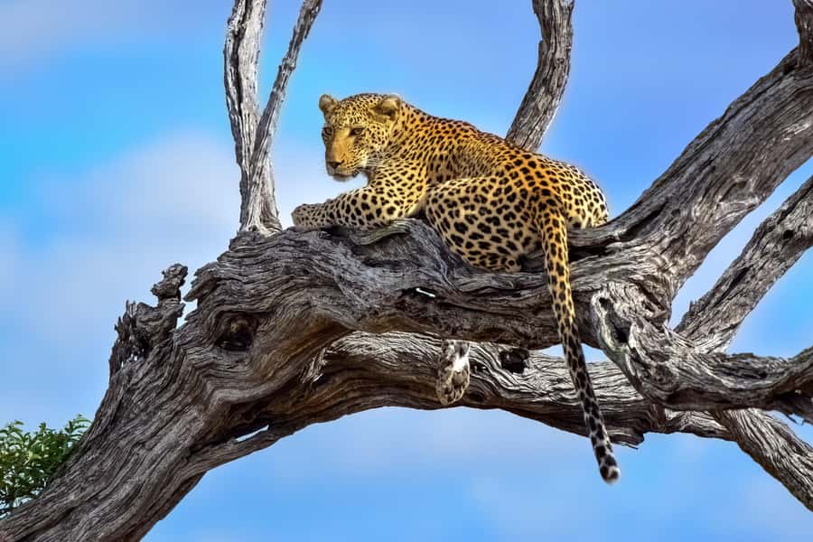 From Johannesburg: Kruger National Park 3-Day Safari - Entering Kruger and stopping for lunch