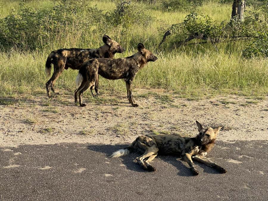 From Johannesburg: Kruger National Park 3-Day Safari - Hazyview accommodation and what to expect