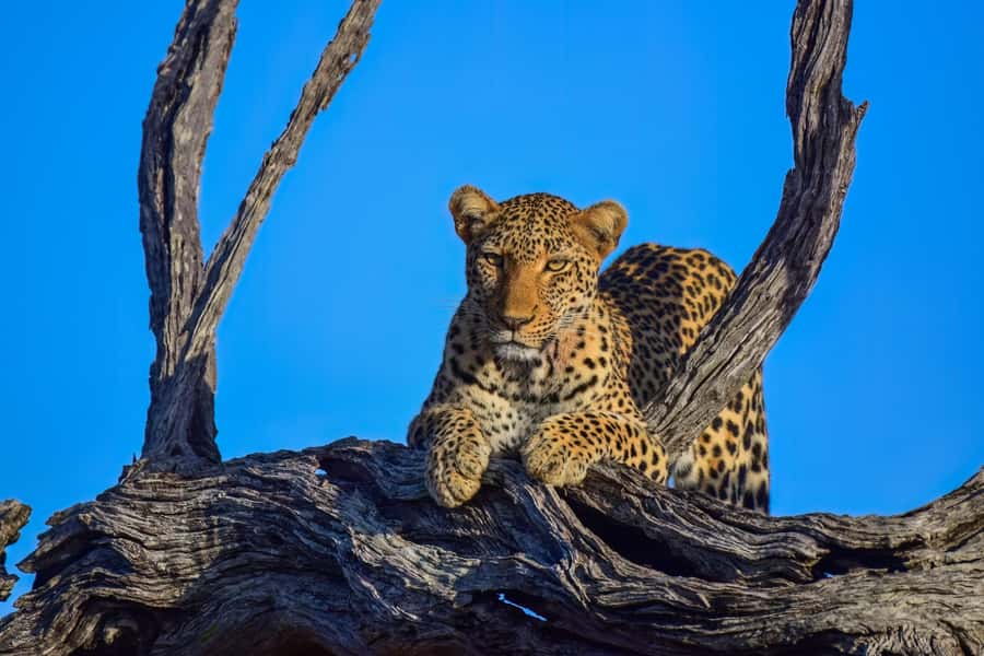 From Johannesburg: Kruger National Park 3-Day Safari - Dawn drives and the search for the Big Five