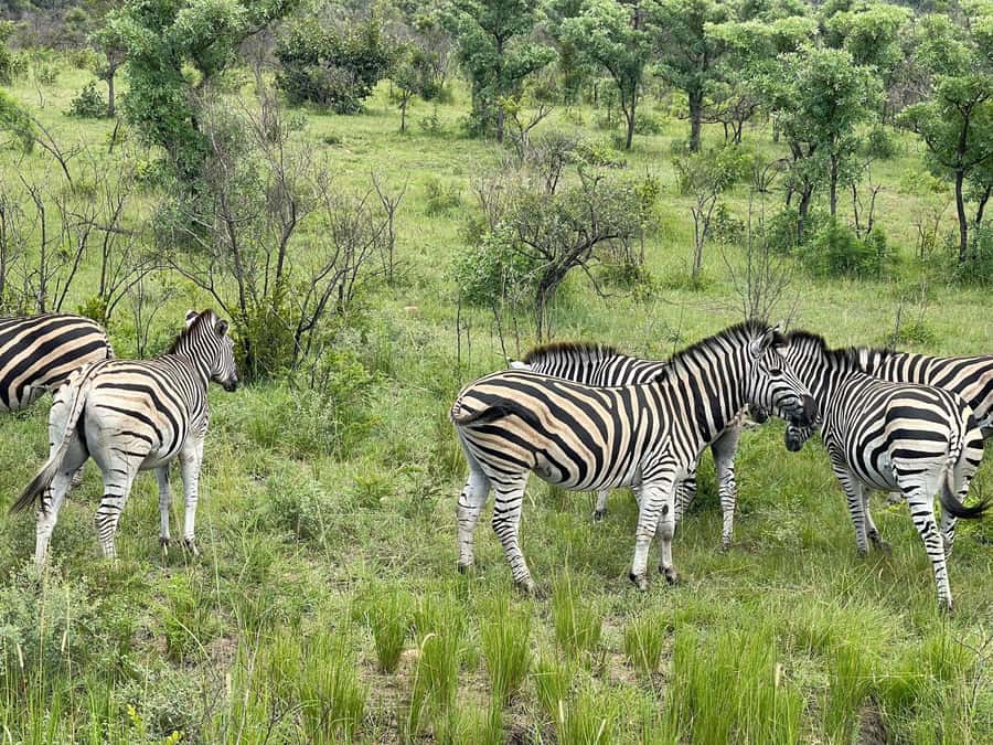 From Johannesburg: Kruger National Park 3-Day Safari - The final morning and the trip back