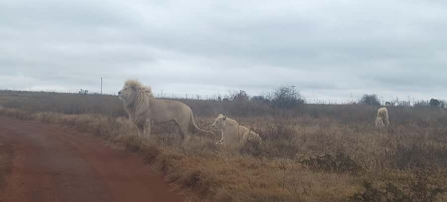 From Johannesburg: Lesedi Cultural Village & Lion Park Tour - The 13:30 Lunch: A Useful Part of the Visit