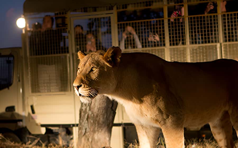 From Johannesburg: Lion & Safari Park Half-Day Tour - Key points to know before booking