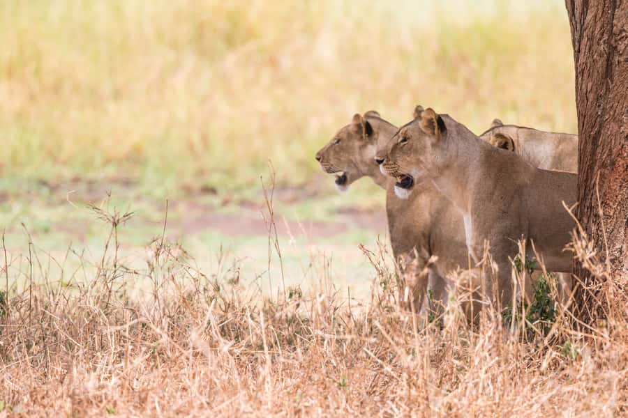 From Johannesburg: Lion & Safari Park Half-Day Tour - Who should book this half-day outing?