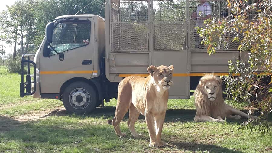 From Johannesburg: Lion & Safari Park Half-Day Tour - A quick safari from Johannesburg