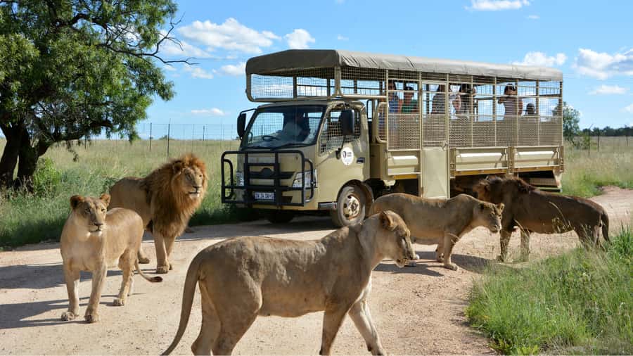 From Johannesburg: Lion & Safari Park Half-Day Tour - Entering the Lion and Safari Park