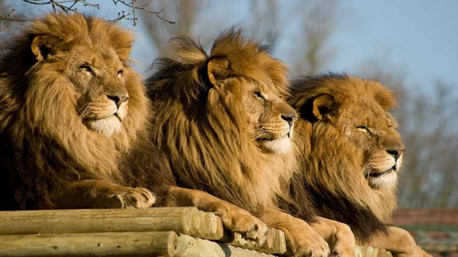 From Johannesburg: Lion & Safari Park Half-Day Tour - Lions are the main attraction