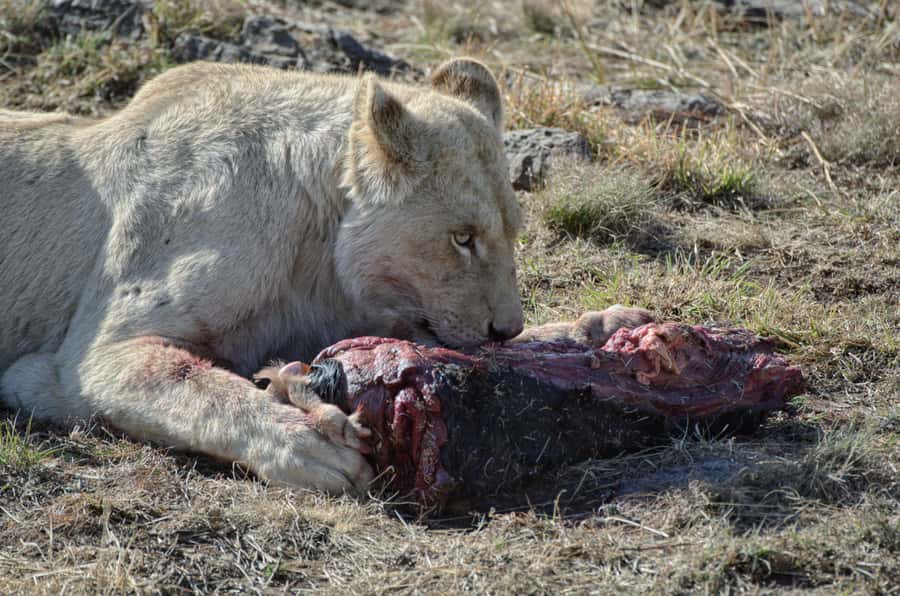From Johannesburg: Lion & Safari Park Half-Day Tour - Cheetahs, wild dogs, and hyenas