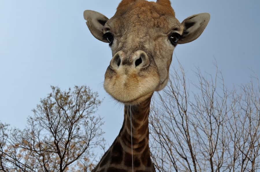 From Johannesburg: Lion & Safari Park Half-Day Tour - Morning or afternoon: which departure works best?