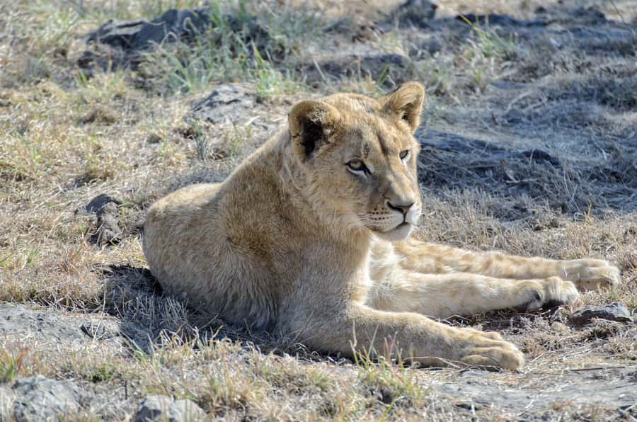 From Johannesburg: Lion & Safari Park Half-Day Tour - Is $167 a fair price?
