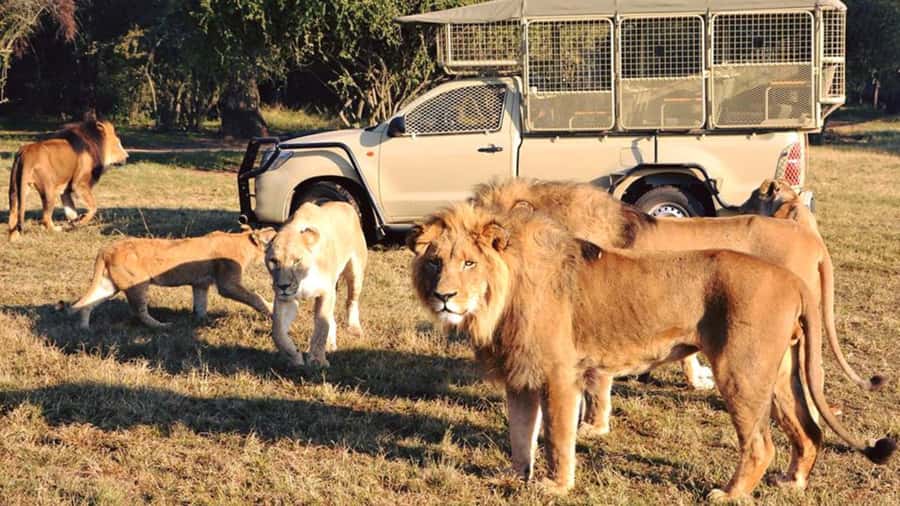 From Johannesburg: Lion & Safari Park Half-Day Tour - Pickup in Johannesburg or Pretoria