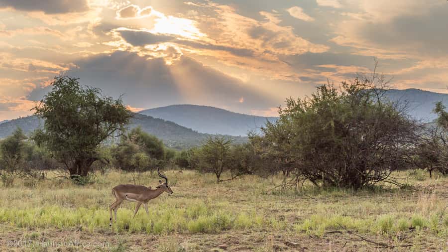 From Johannesburg: Pilanesberg National Park Safari - Key points at a glance