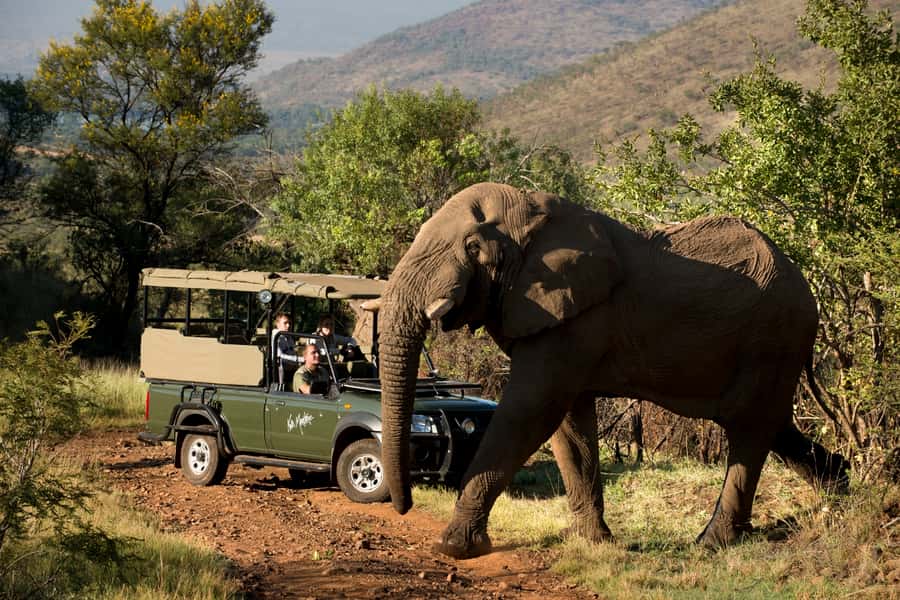 From Johannesburg: Pilanesberg National Park Safari - Three hours among Pilanesberg’s wildlife
