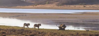 Pilanesberg National Park Safari