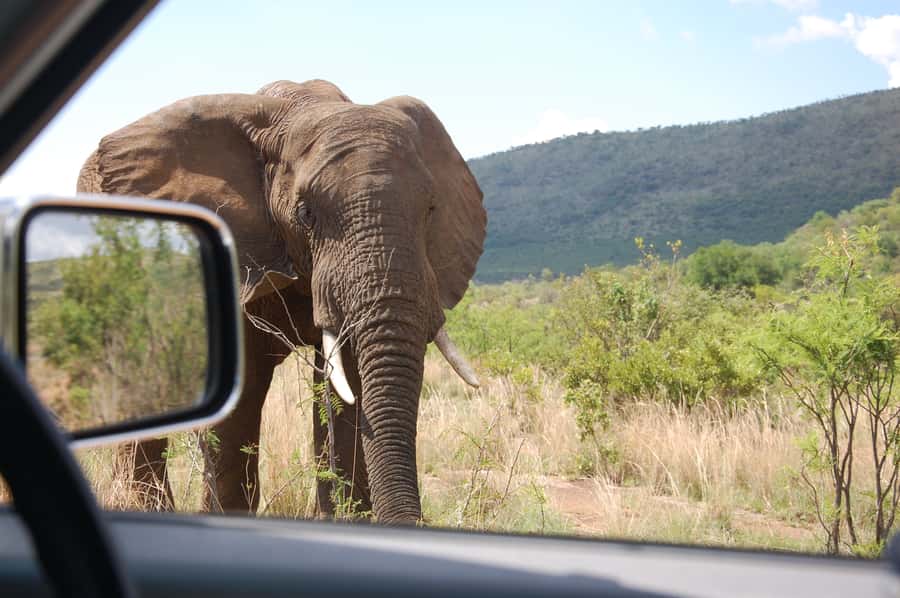 From Johannesburg: Pilanesberg National Park Safari - Guides can make or break the experience