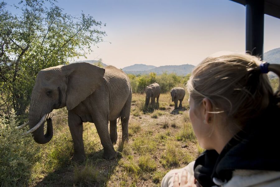 From Johannesburg: Pilanesberg Nature Reserve Game Safari - Practical details that improve the day