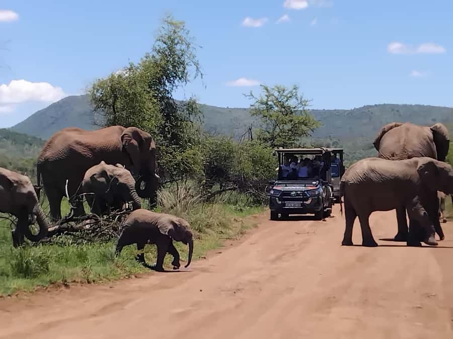 From Johannesburg: Pilanesberg Nature Reserve Game Safari - Lunch at a reserve rest stop