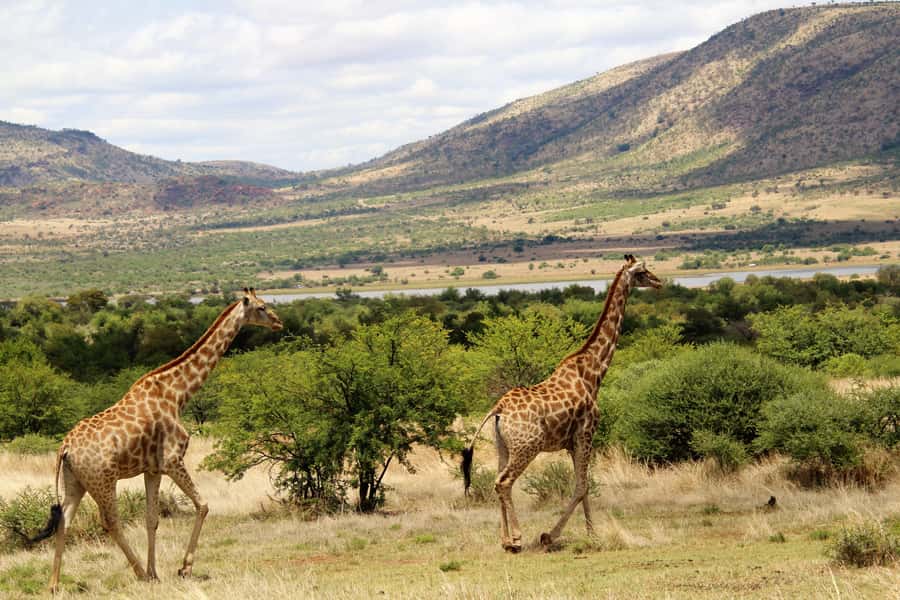 From Johannesburg: Pilanesberg Nature Reserve Game Safari - The afternoon drive and the changing heat