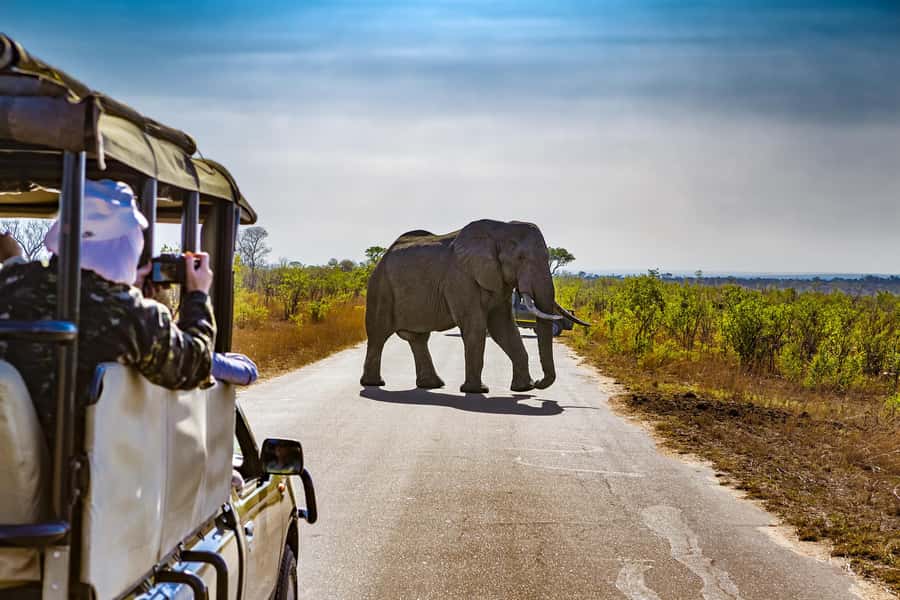 From Johannesburg: Pilanesberg Wildlife Safari - A long but useful Johannesburg safari day
