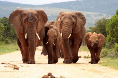 Pilanesberg Wildlife Safari