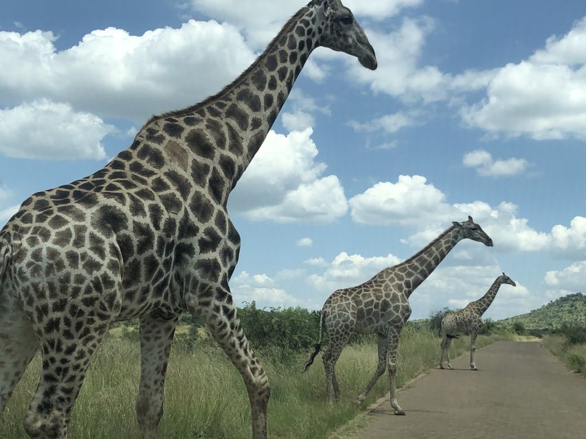 From Johannesburg: Pilanesberg Wildlife Safari - Guides, driving, and the human side of the day