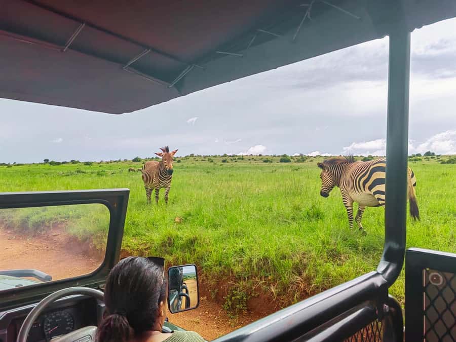 From Johannesburg: Rhino & Lion Safari and Wonder Cave Tour - Key points at a glance