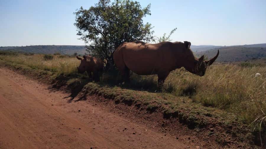From Johannesburg: Rhino & Lion Safari and Wonder Cave Tour - Why this makes a strong Johannesburg day trip