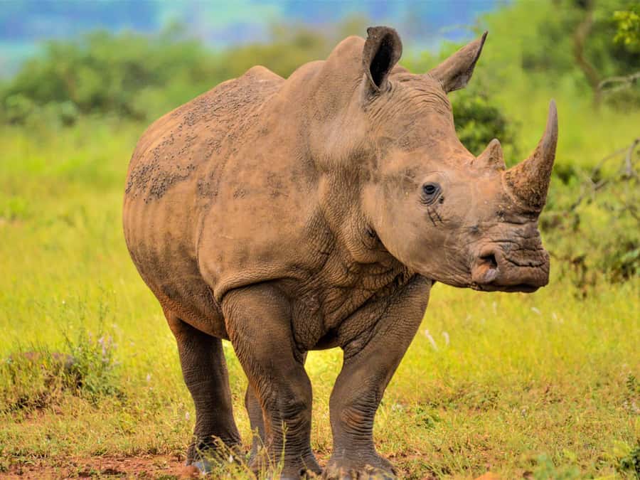 From Johannesburg: Rhino & Lion Safari and Wonder Cave Tour - The one-hour ride from Johannesburg