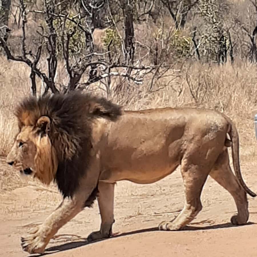 From Malelane: Half Day Kruger Park Wildlife Safari - Key points at a glance