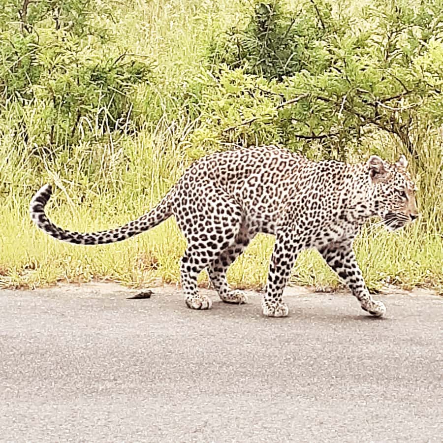 From Malelane: Half Day Kruger Park Wildlife Safari - What the $102 price really covers