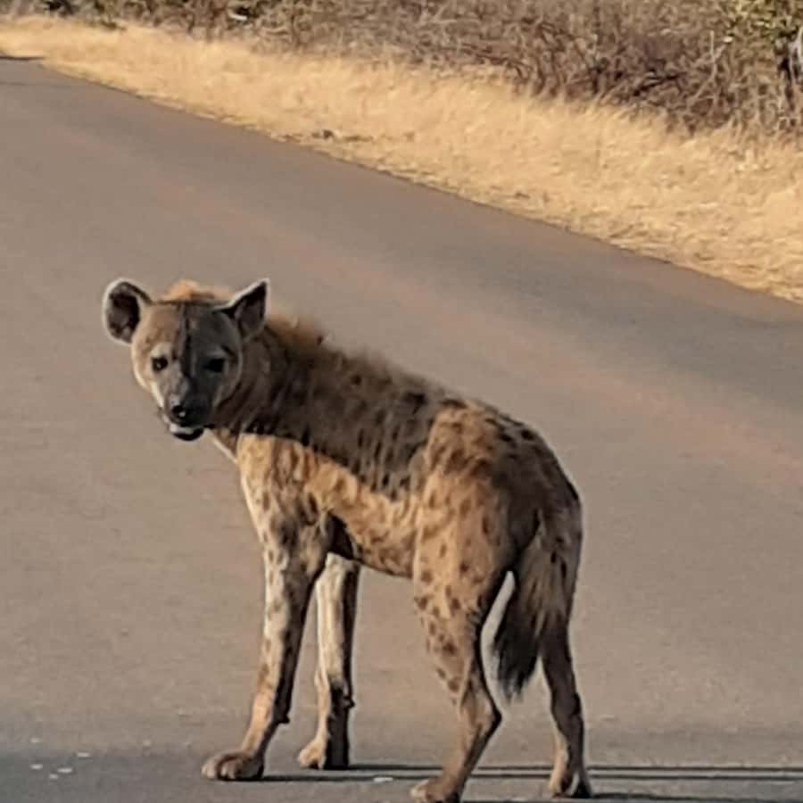 From Malelane: Kruger National Park Afternoon Safari - Key points to know before booking