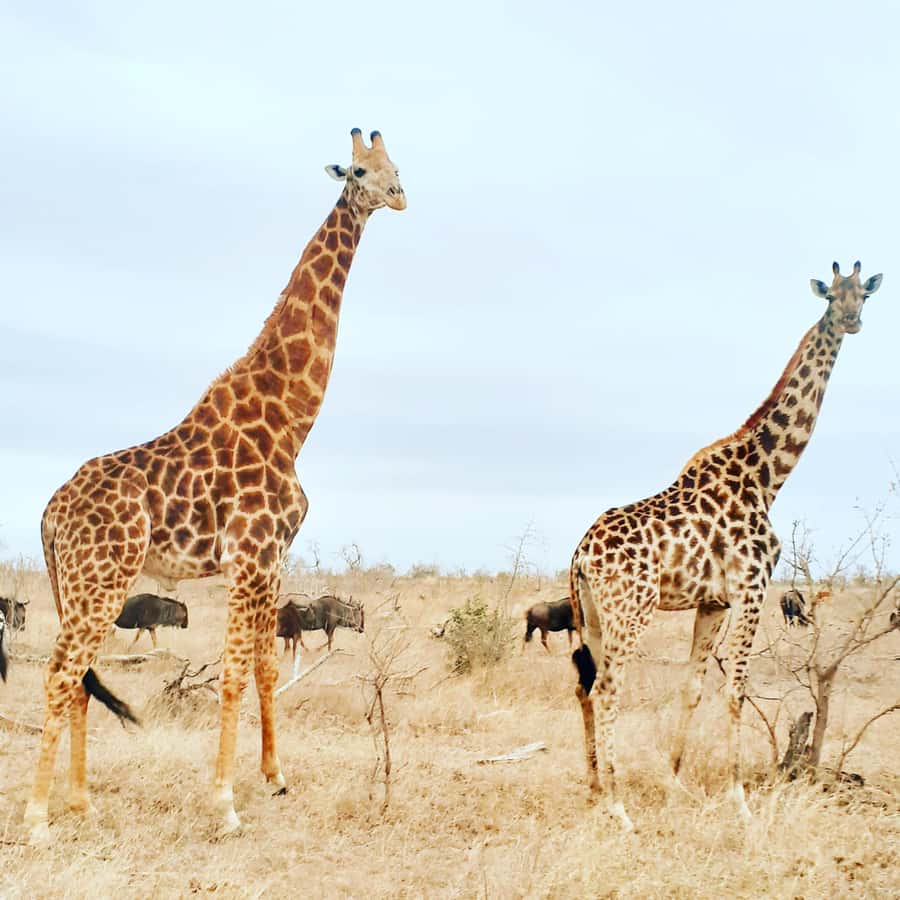 From Malelane: Kruger National Park Afternoon Safari - Why an afternoon safari from Malelane makes sense