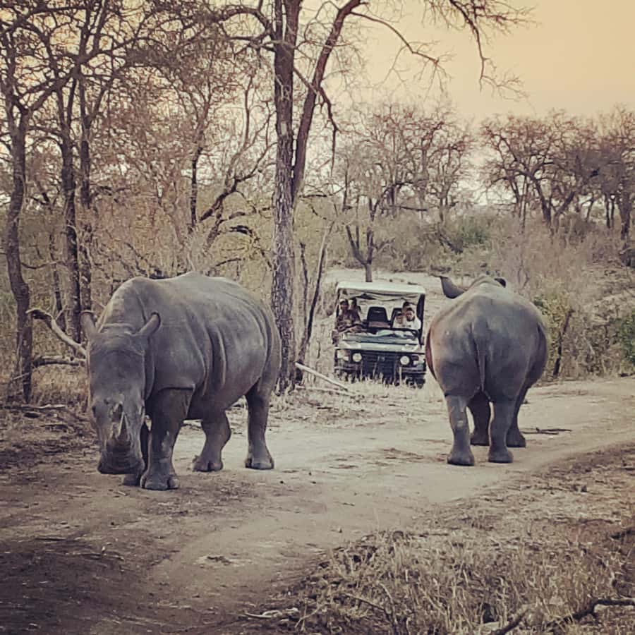From Malelane: Kruger National Park Afternoon Safari - What the open-sided 4x4 adds