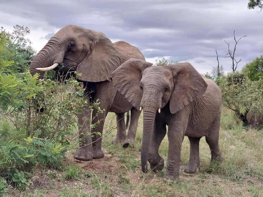 From Malelane: Kruger National Park Afternoon Safari - Watching Kruger change toward evening
