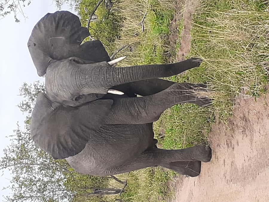 From Malelane: Kruger National Park Full-Day Safari - Starting before sunrise in Malelane
