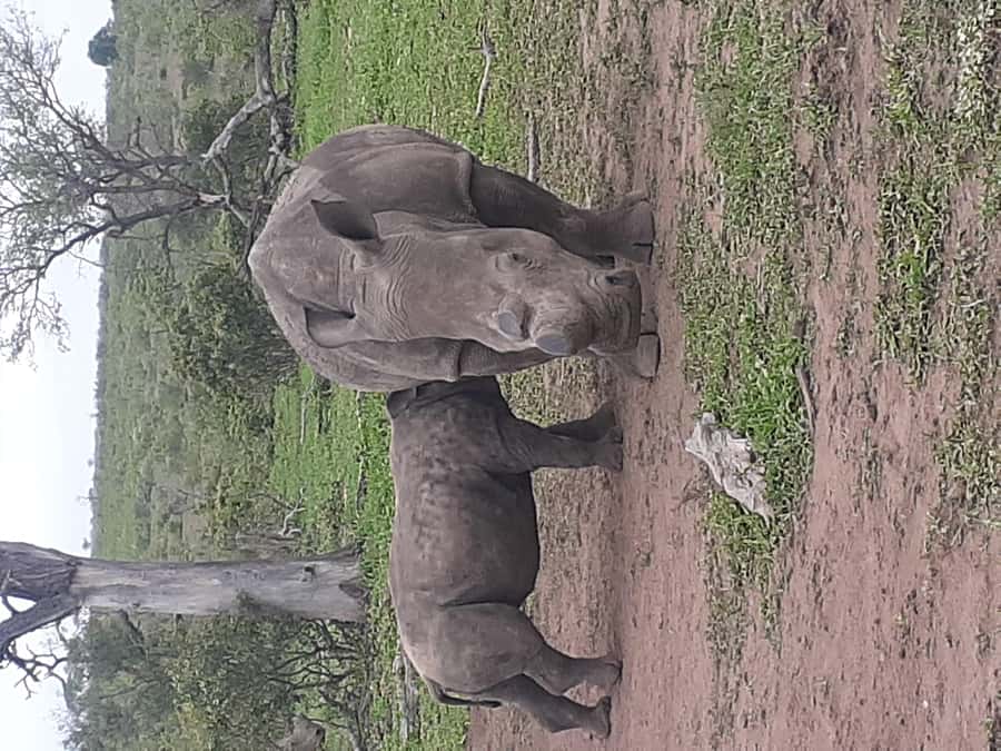 From Malelane: Kruger National Park Full-Day Safari - The morning search for Kruger’s Big Five